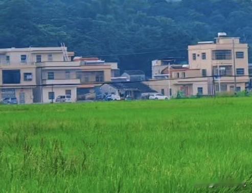 晒图笔记大赛满目青翠稻田铺展眼前，几栋民居静静坐落，背靠连绵青山。远离城市喧嚣，