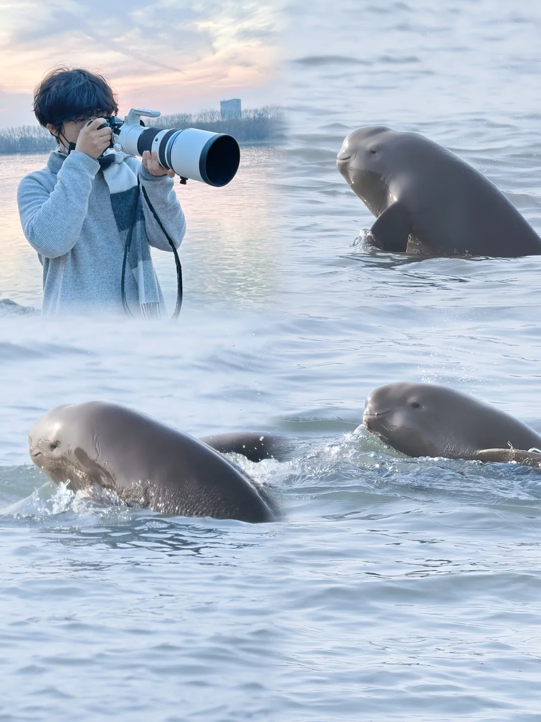 长江微笑天使，在南京市区公园就能看江豚哦