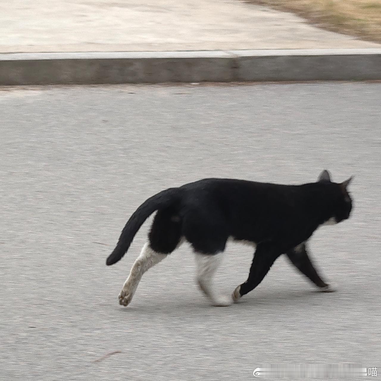 49448【丑猫】小皮裙 