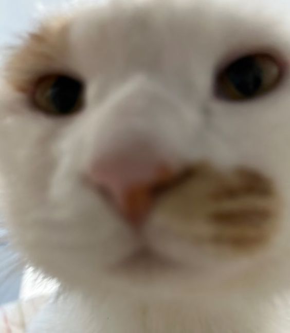 所以如何才能让贺思慕强制爱我捏