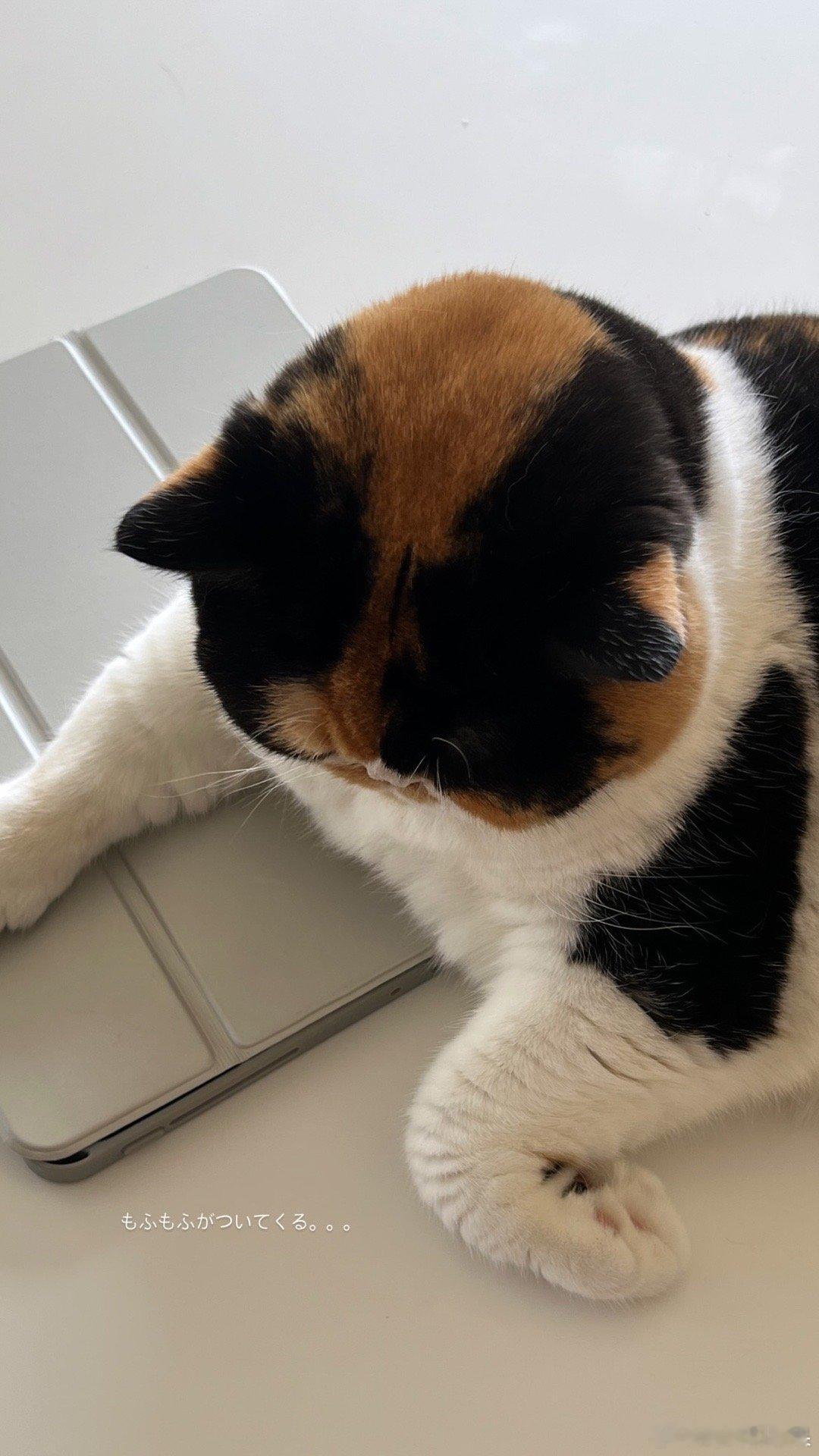 全身都是萌点的三花饭团猫🍙cr：oage_cat ​​​
