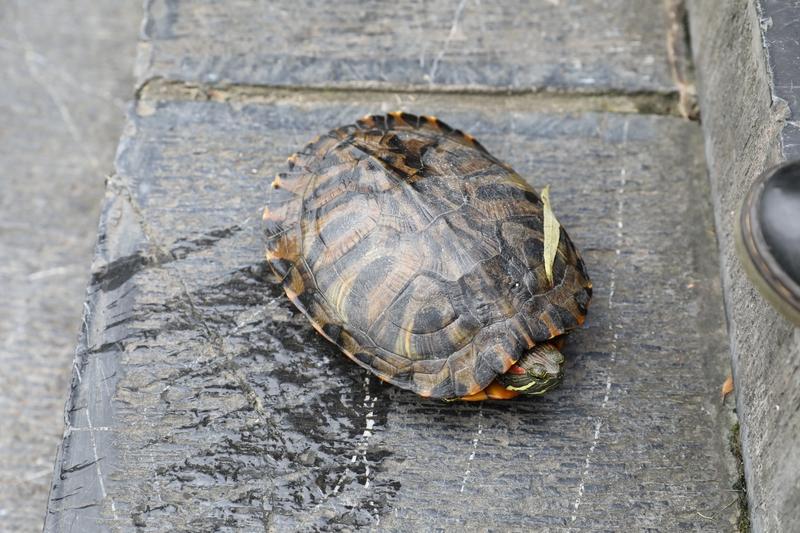 新手养乌龟，巴西龟和草龟是不错的选择。
巴西龟价格实惠，通常几元到几十元一只，适