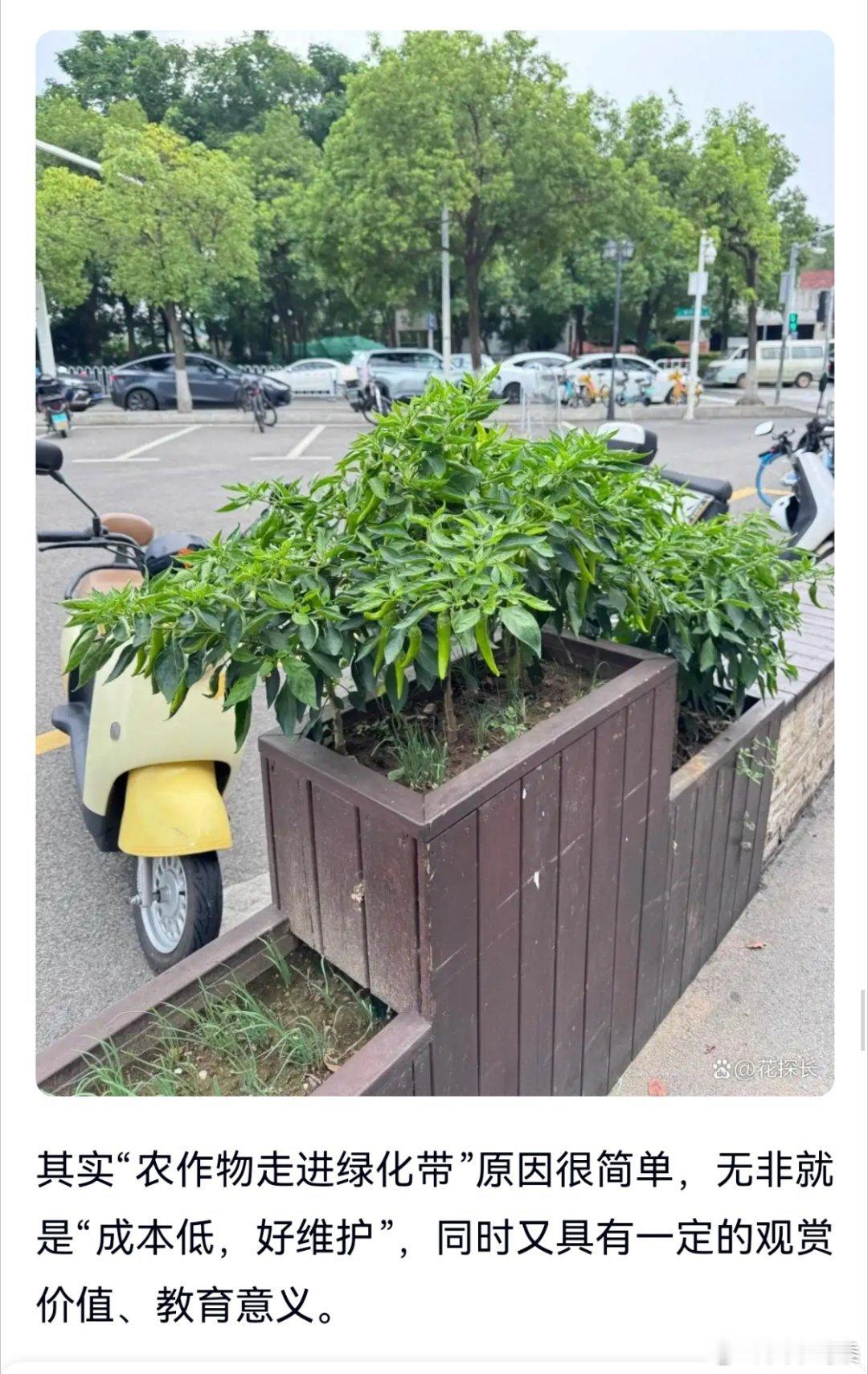 【绿化带里种小麦又咋了？真没必要大惊小怪！】前几天，郑州地铁站点出入口的绿化带里