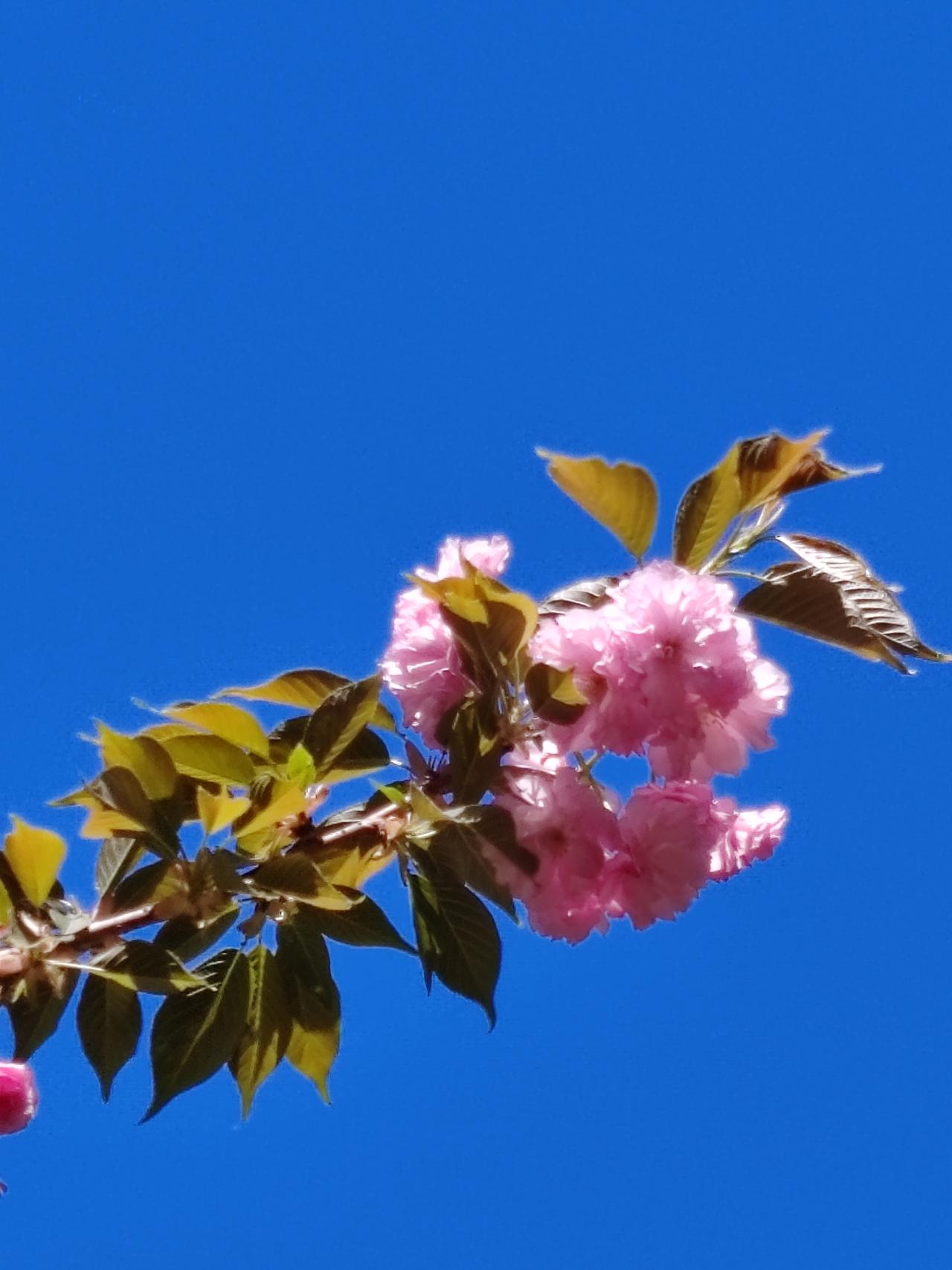 江河万古向东流，
谁见孤峰低过头。
蝼蚁纵有千般计，
难撼铁山徒生愁。     