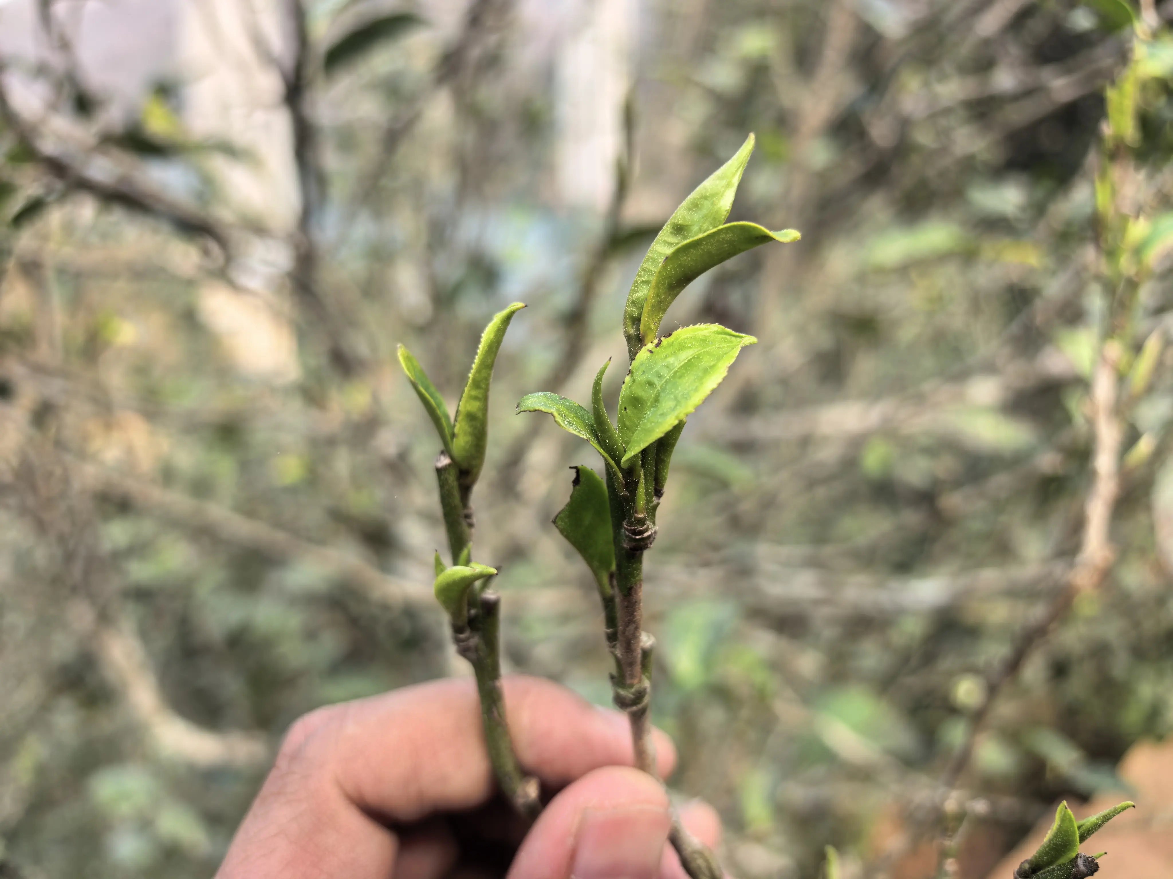 今天巡茶山，茶开始发芽了，春茶的气息来了