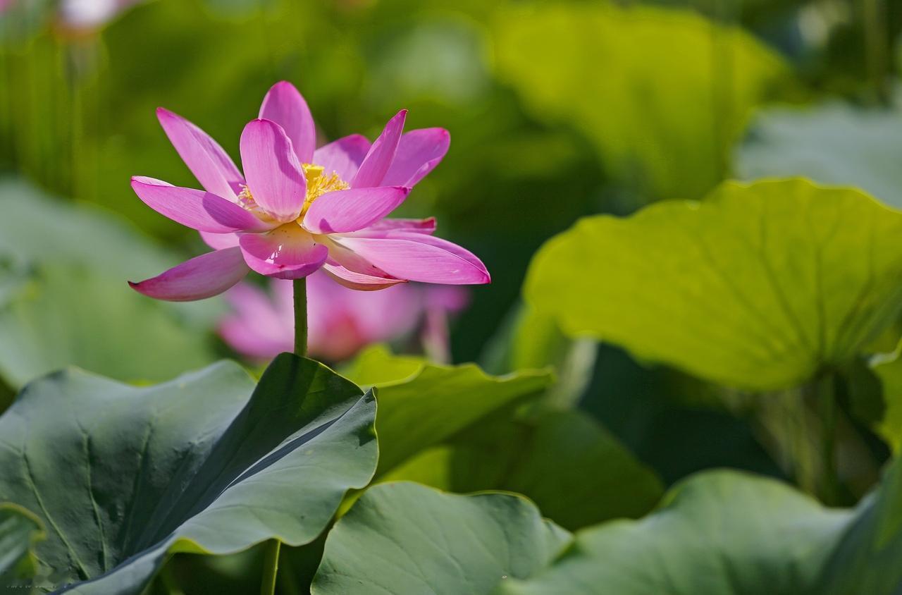 时间揭虚伪面纱，看清人心善恶；戳穿美丽谎话，懂得感情真假。独立人格，是照顾自己，