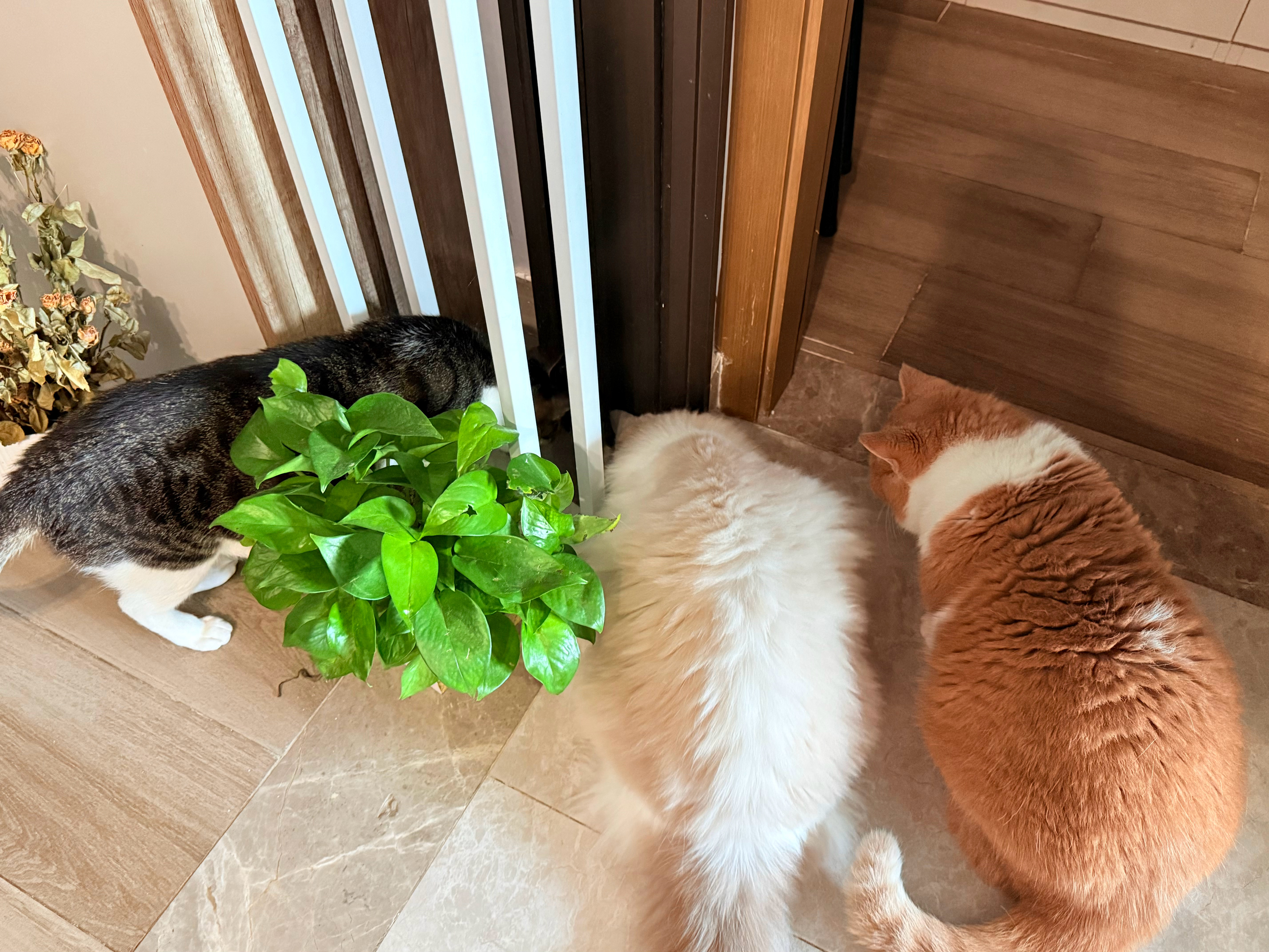 家里出现一个不明昆虫，所有猎手都出动了，爱岗敬业地盯着。晨曦说