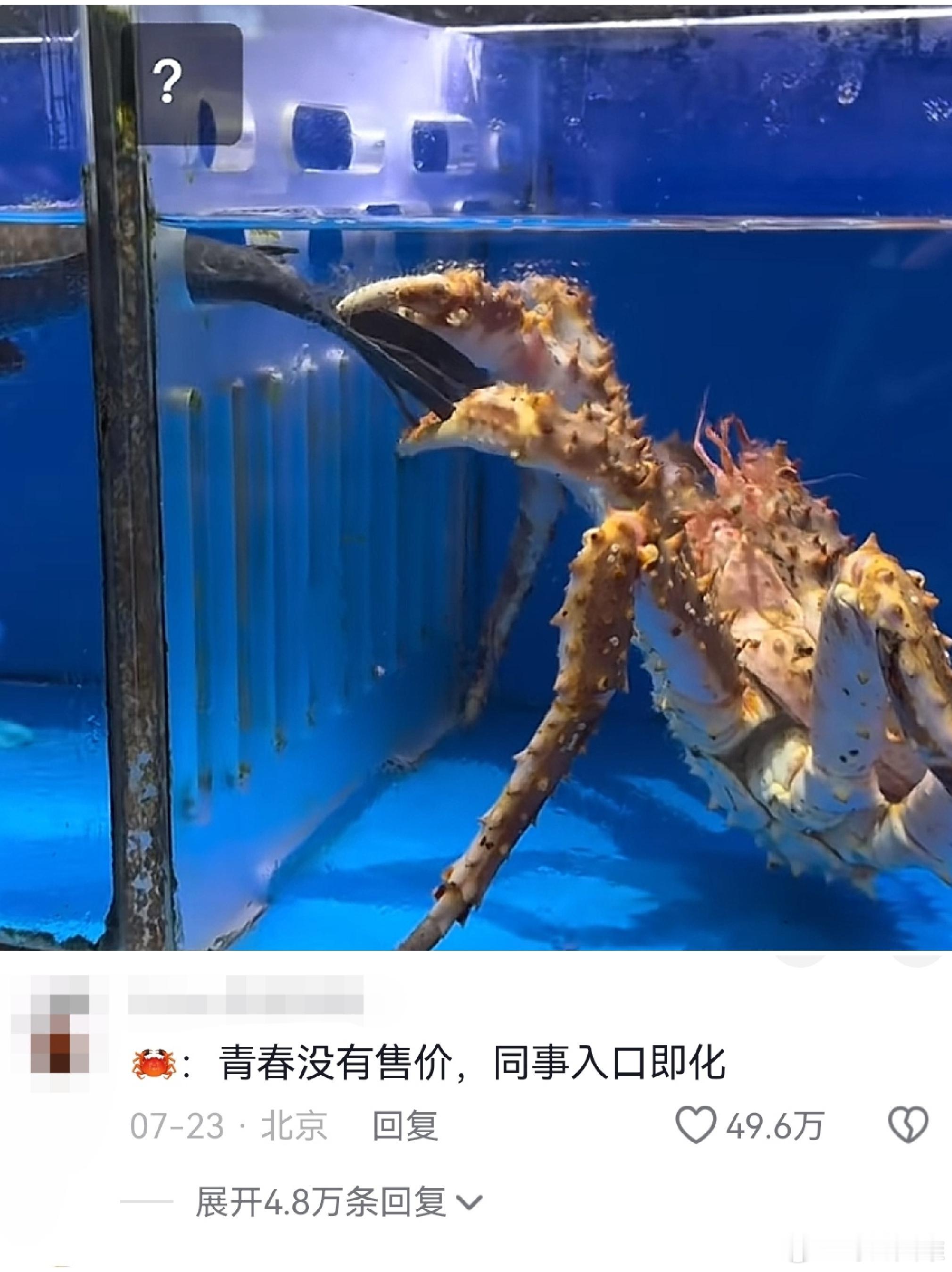 虎毒尚不食子 同事delicious🦀🦀🦀客人：老板 这只帝王蟹多少钱老板