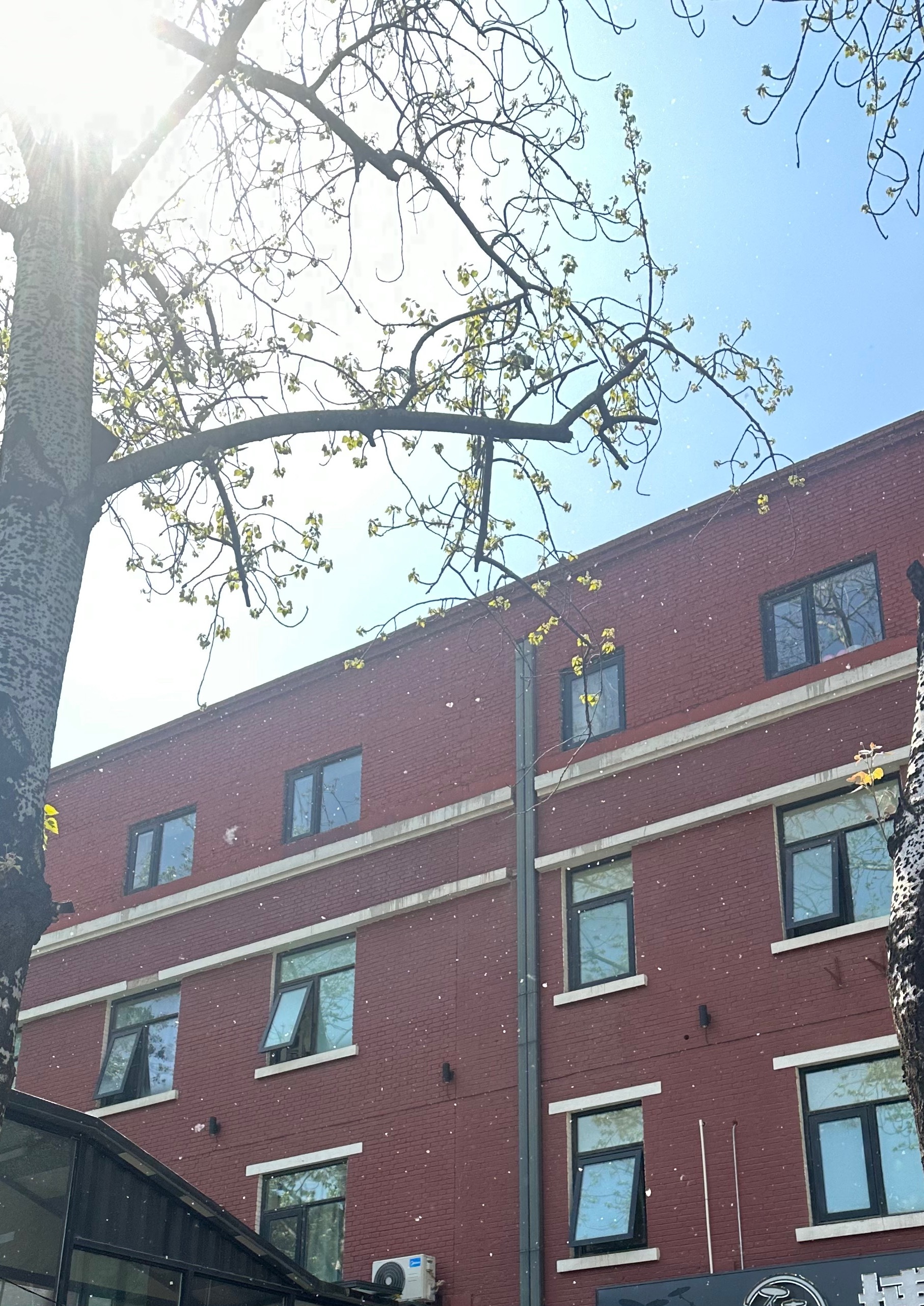 昨天的北京还凉嗖嗖下雨，一夜之间，天气升温了10+度，然后开始漫天的杨絮柳絮下午