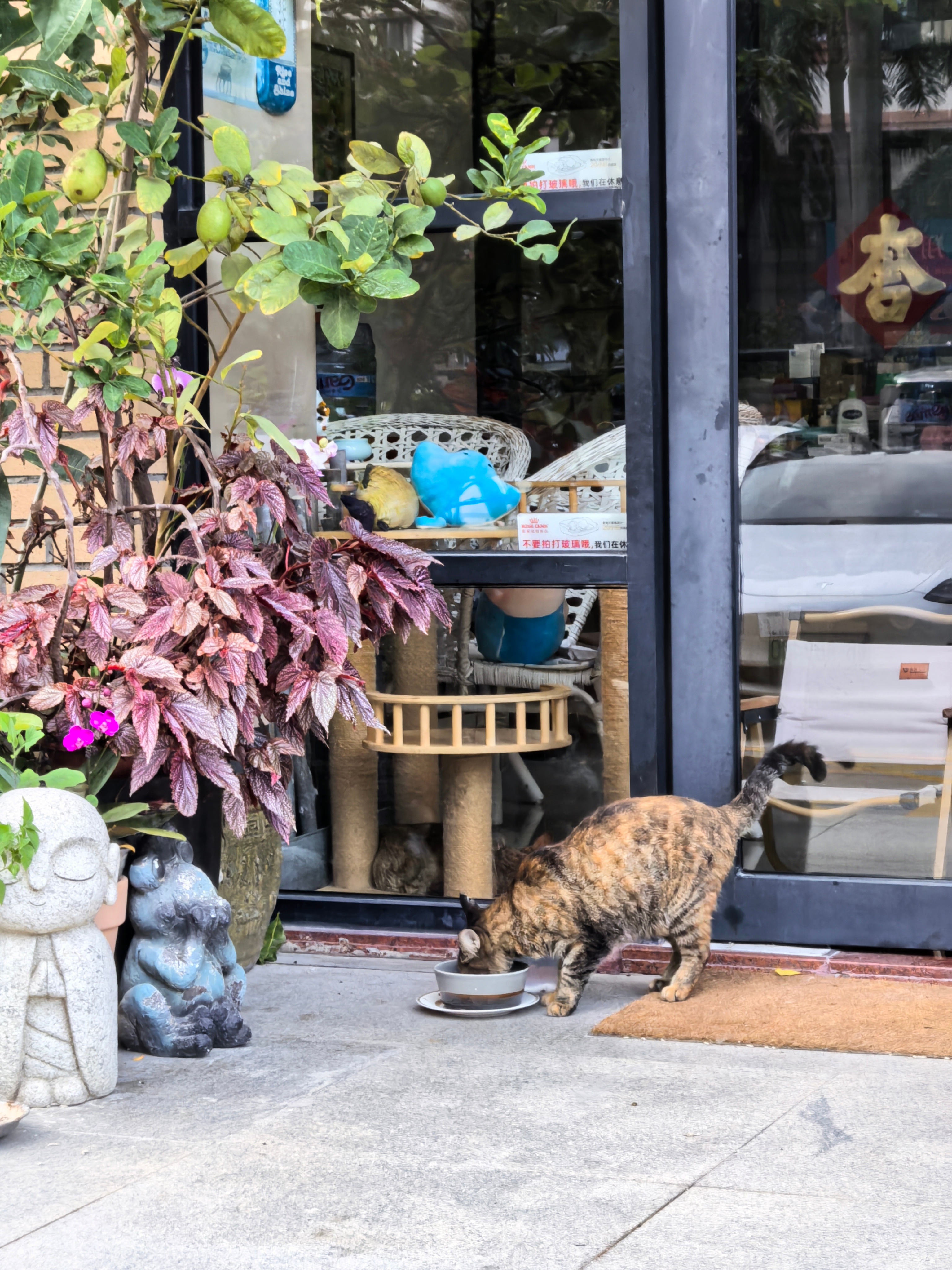 为什么总有些人觉得流浪猫是洪水猛兽，总想把它灭了呢？说她臭，说她脏，人家比你干净