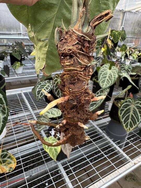 妈妈我发根了！没根的植物咱也不怕