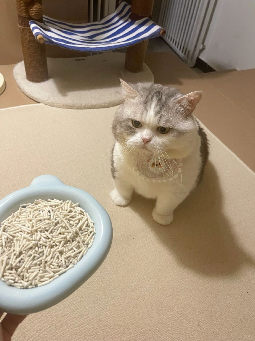 姥姥把猫砂当猫粮投喂了