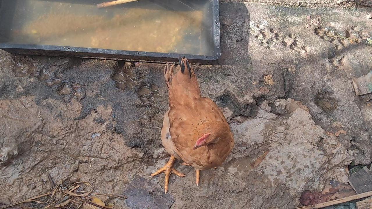 夏日生活打卡季生活，生下来活下去，种点菜，养点鸡，煮点白粥过日子。