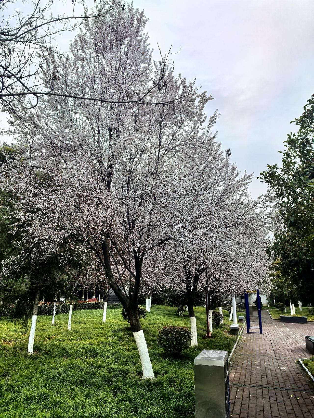 新年爱好打卡走路锻炼，比散步快，比快走慢点，不喘不累刚刚好。不用赶时间，不用拼速
