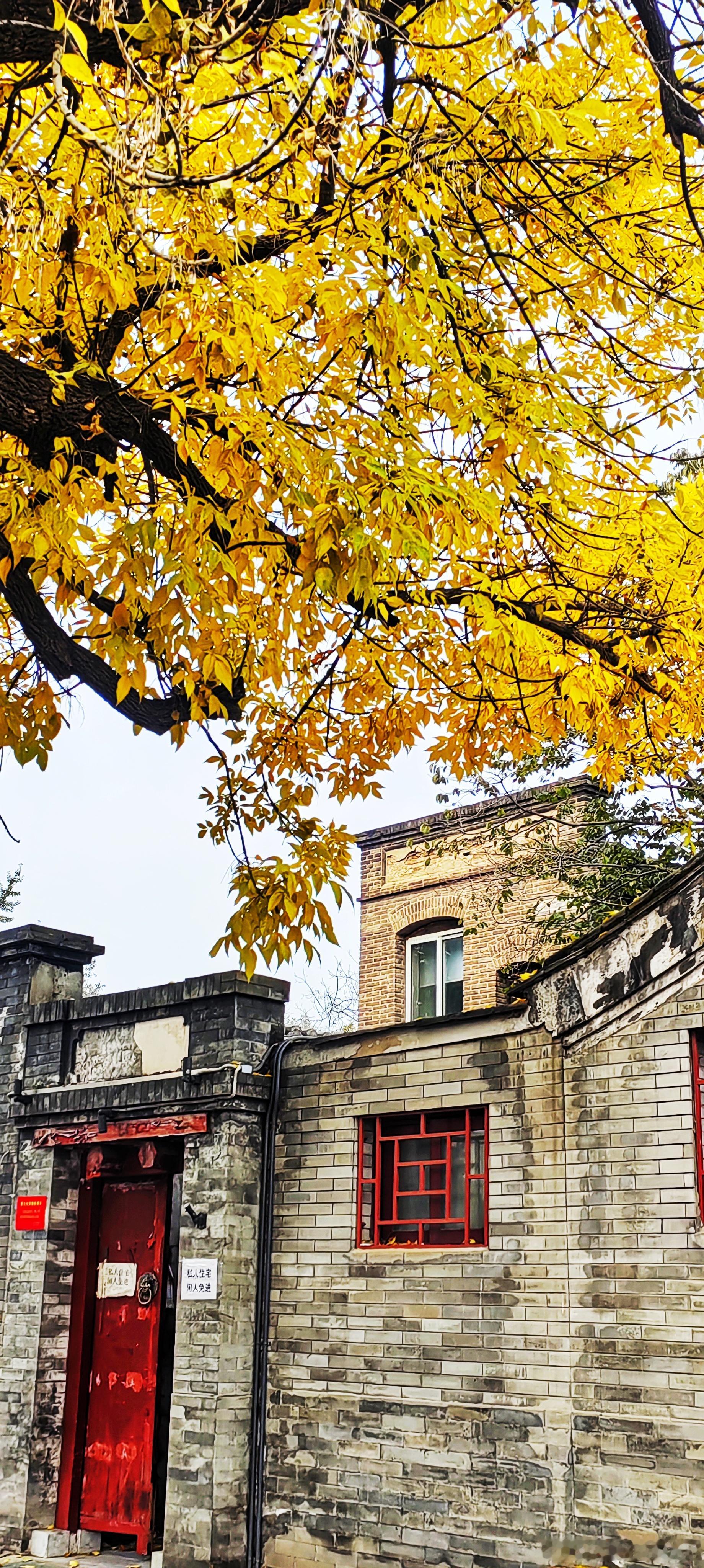 深秋的五四大街2025.10.25用镜头定格北京最美之秋摄影​​​