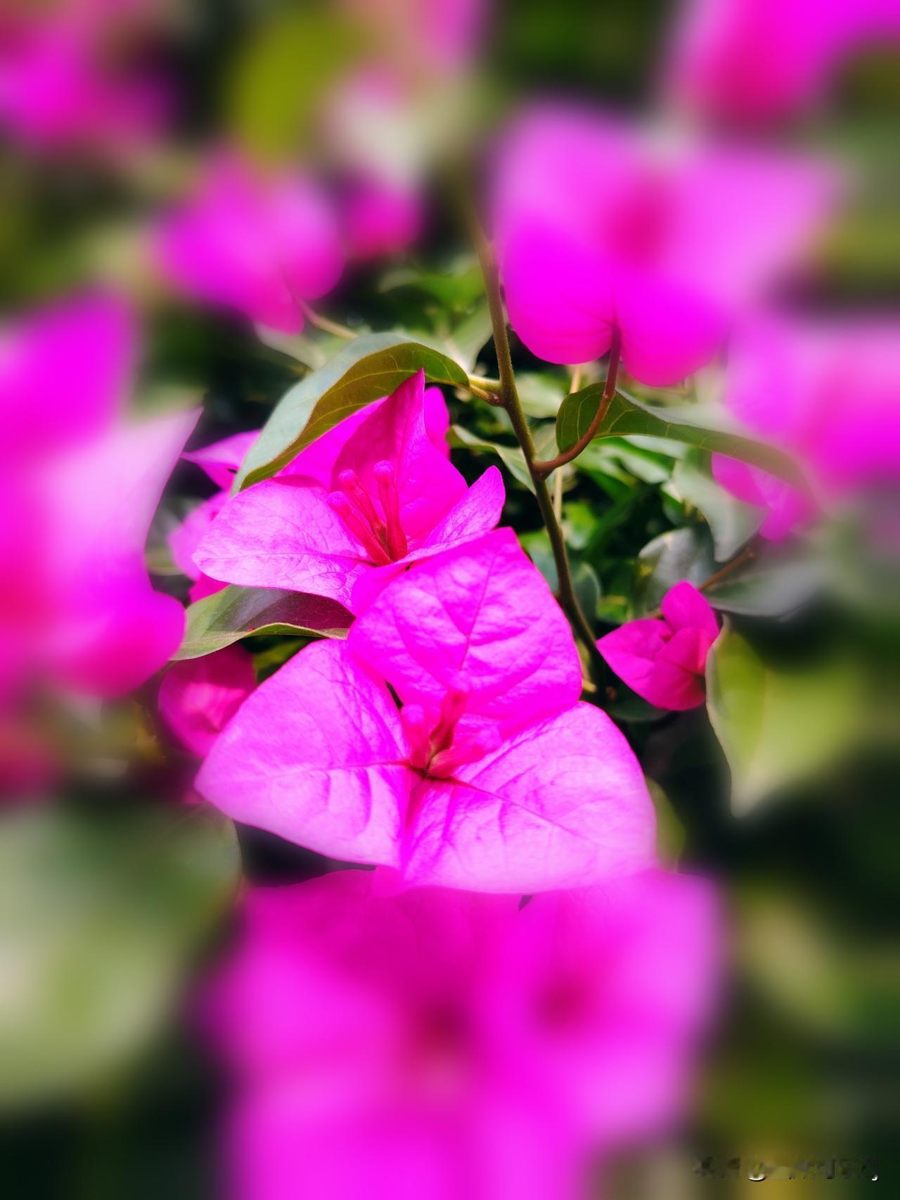 今日赏花，随手拍。