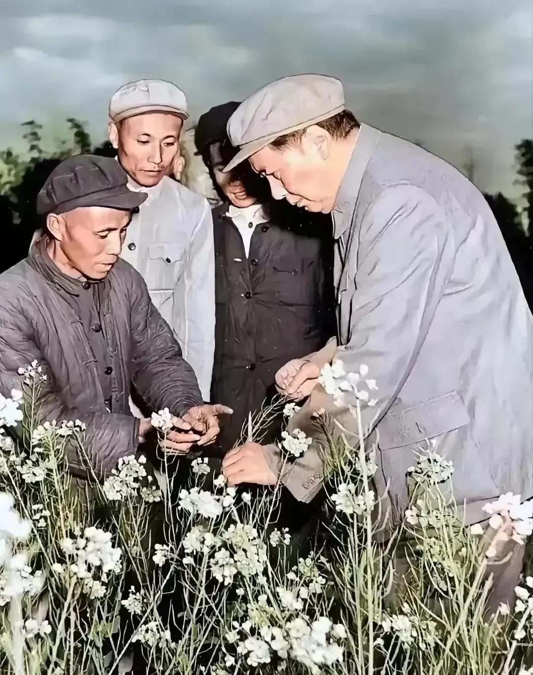 🍀请停留几秒，为伟人点个赞送朵花💐
《毛主席关心农业》
凝望那泛黄的照片，
