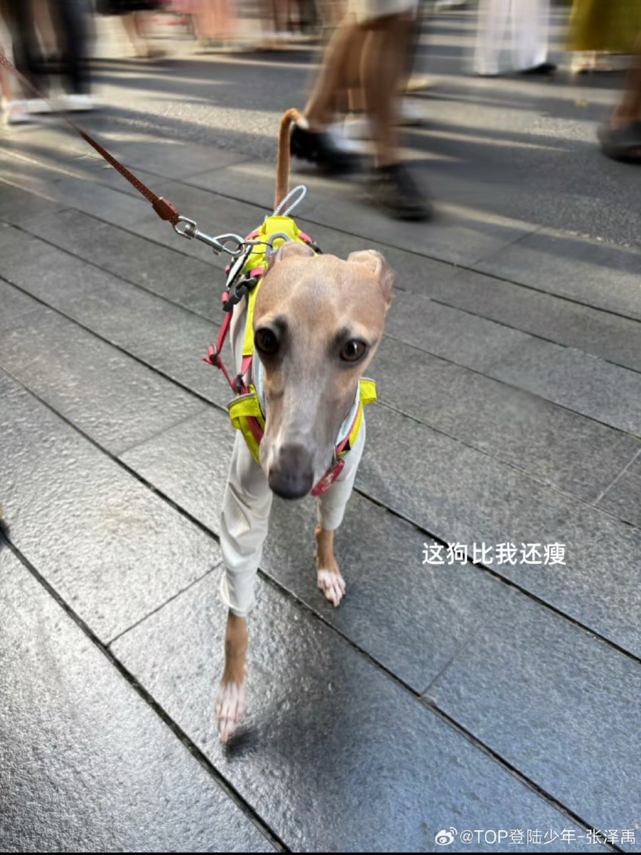 我笑的要鼠 咋这么可爱 ​​​