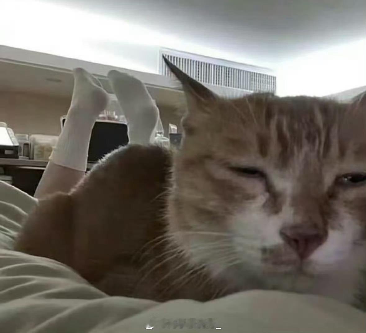 骚猫  