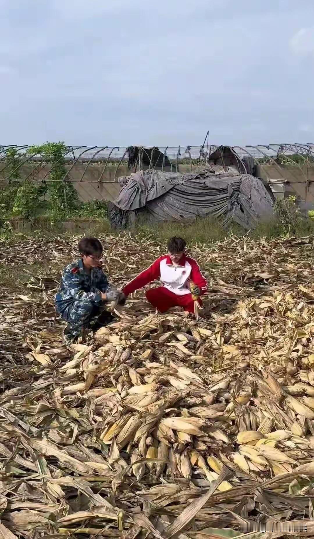 为何“在老家掰了7天半的玉米”，这大学生就因此火了？

连人民日报都给他点赞！