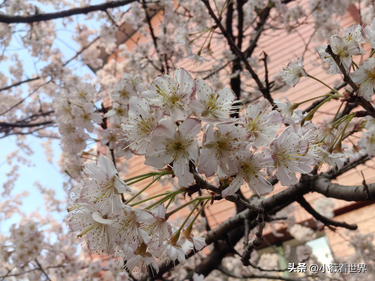 这样的朋友值得深交吗？说好了一起去看花赏景的，临了却突然说她在外游玩，赶不回来。
