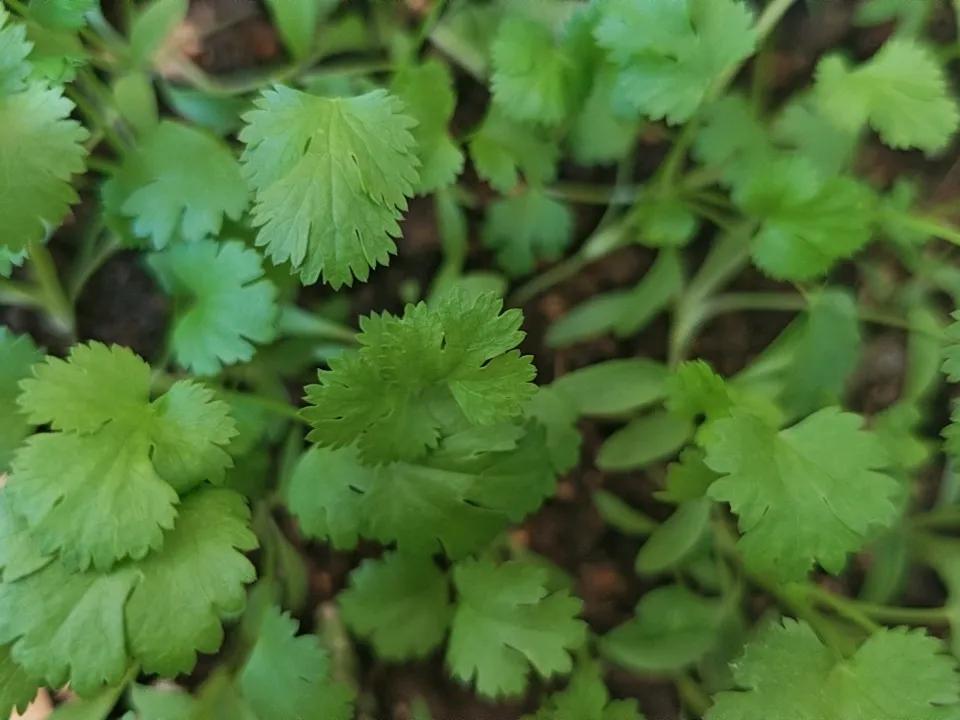 我种的香菜又长大一些了，最近长得挺快！