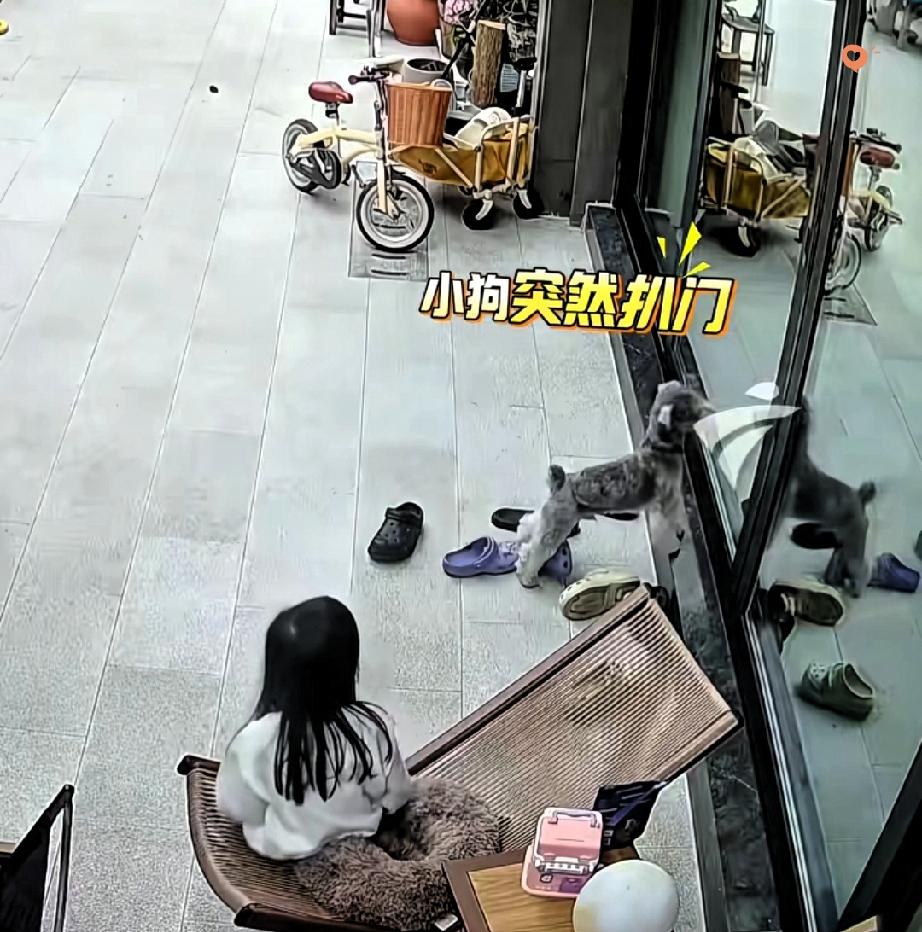 重庆这只狗狗，用一次“不听话”，救了小主人一条命！
 
小女孩在家门口躺椅玩手机