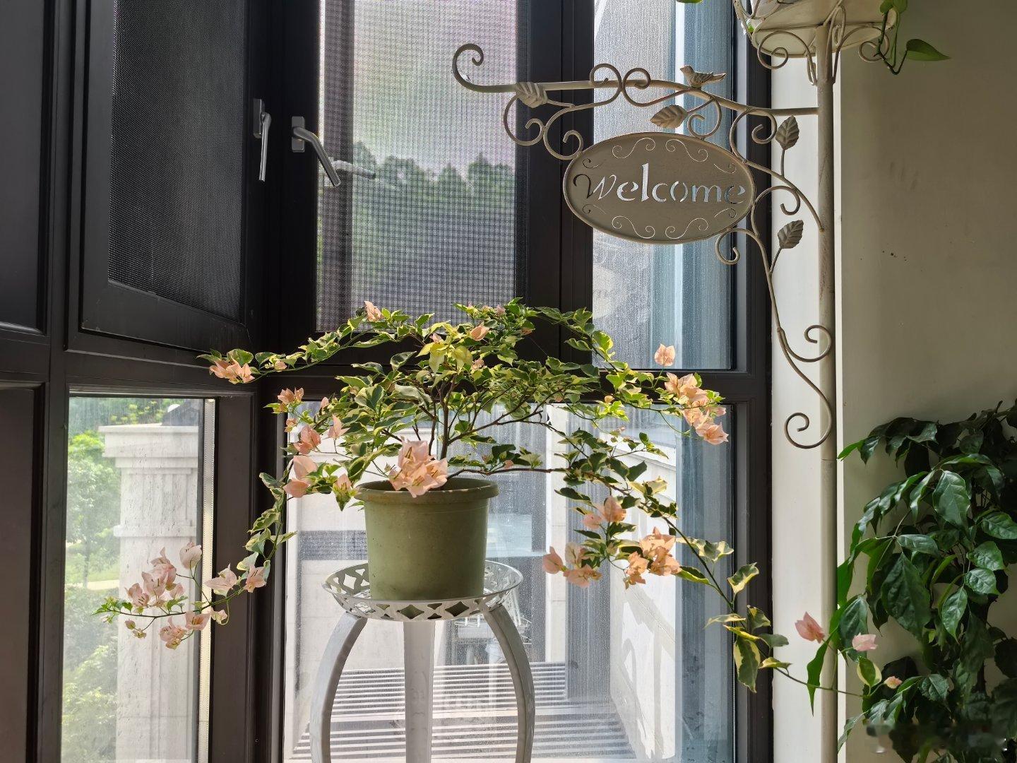 这个三角梅品种叫“马斯”，枝条柔软下垂，颇美 所以把它放在进门处 展示粗糙生活中