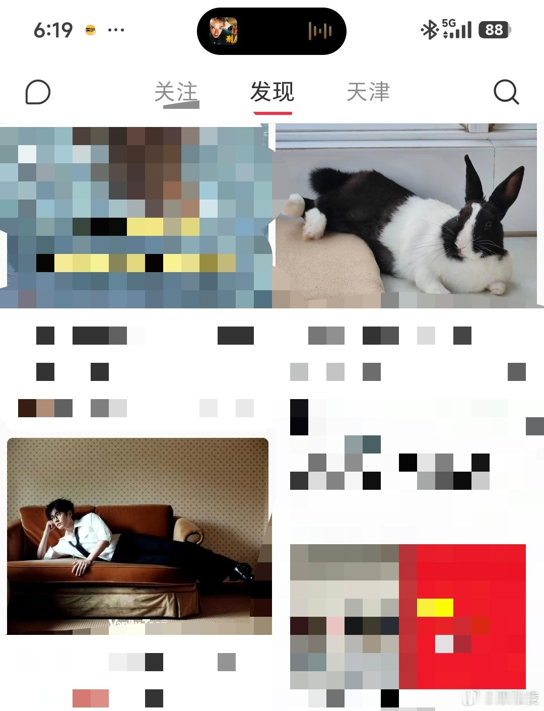 🐰 