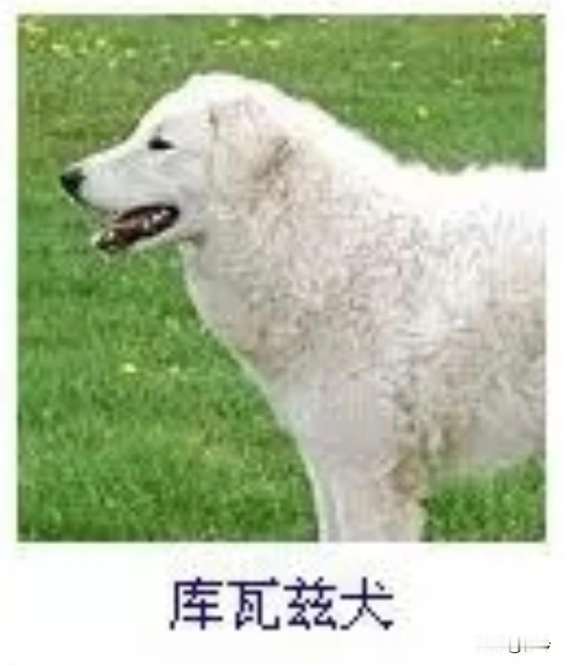 菩萨蛮36·库瓦兹犬
       茸毛叠作云堆雪，苍苔浅衬春郊阔。昂首望晴空，