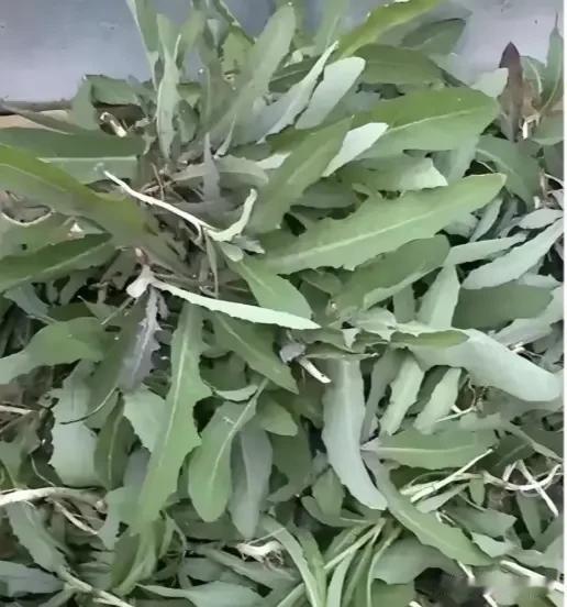曲曲菜，薄公英，野玉谷，面条菜，马齿苋，黄菜