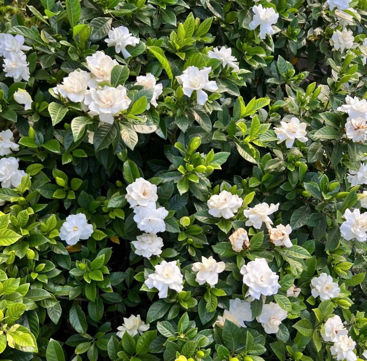 0000栀子花的种植方法一、光照适宜栀子花喜充足散射光，宜放置于光线明亮但无强光