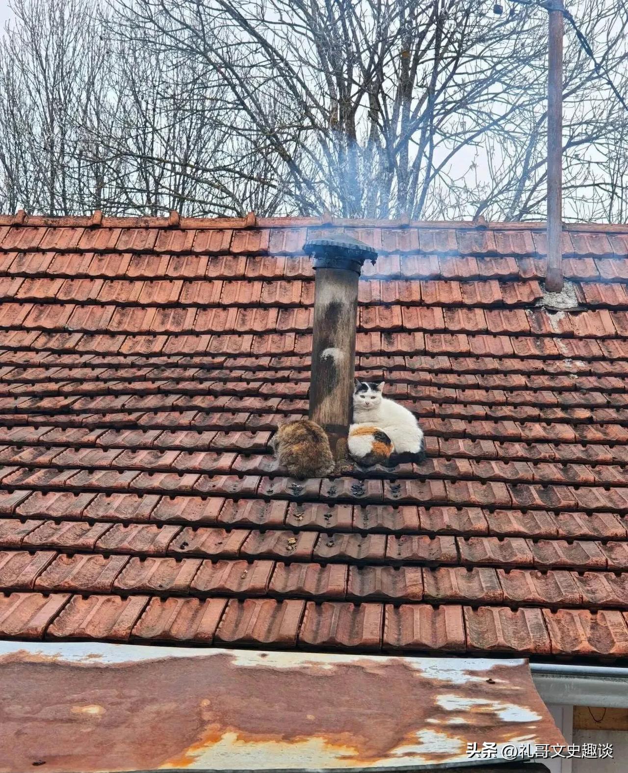 家里的猫咪真聪明。今天早上吃饭的时候，家里的猫咪不见了，以前都是吃饭的时候在桌子