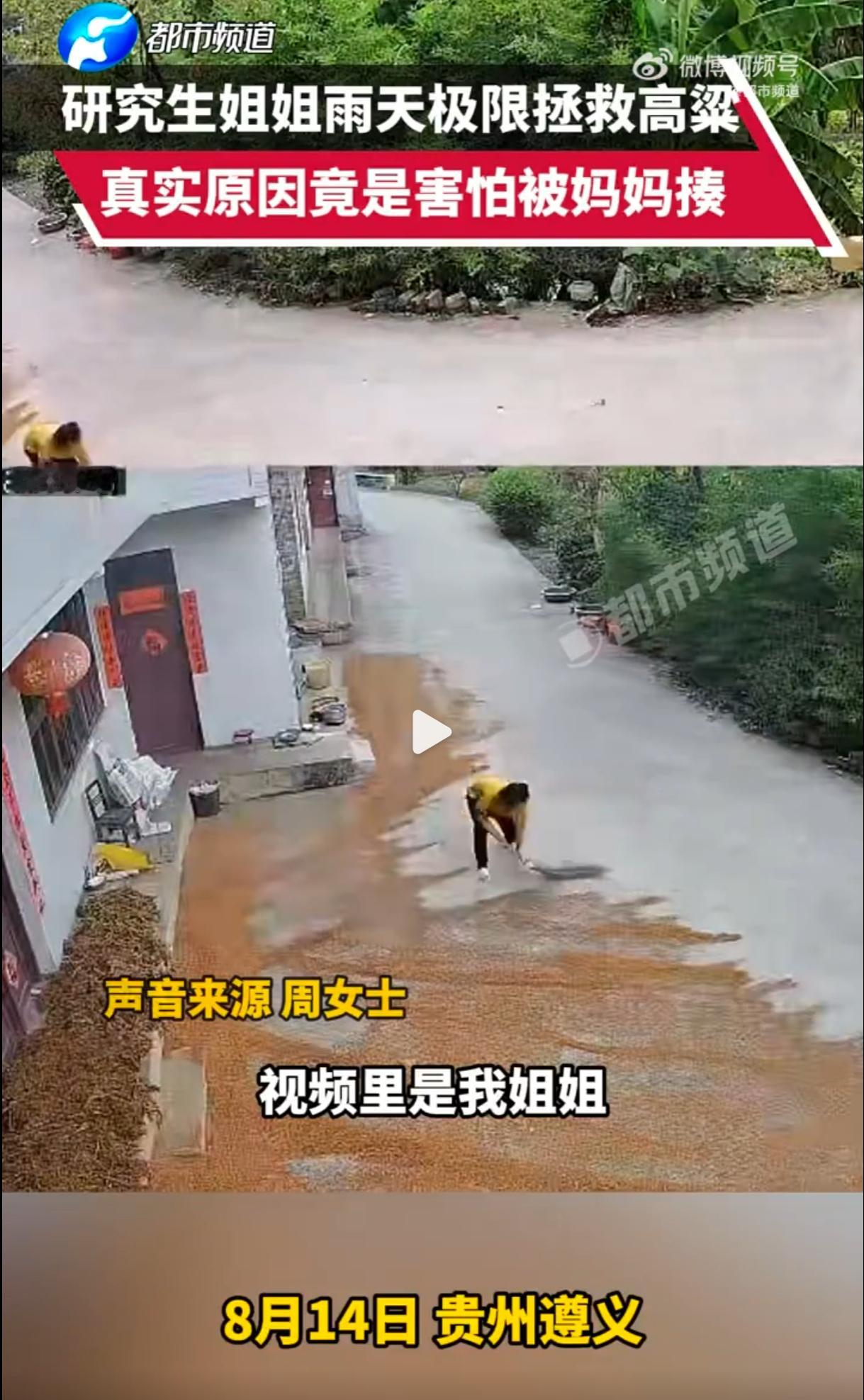 #研究生女孩害怕被妈妈揍极限收高粱# 在农村，晒粮是大事，粮食被雨淋是天大的罪过