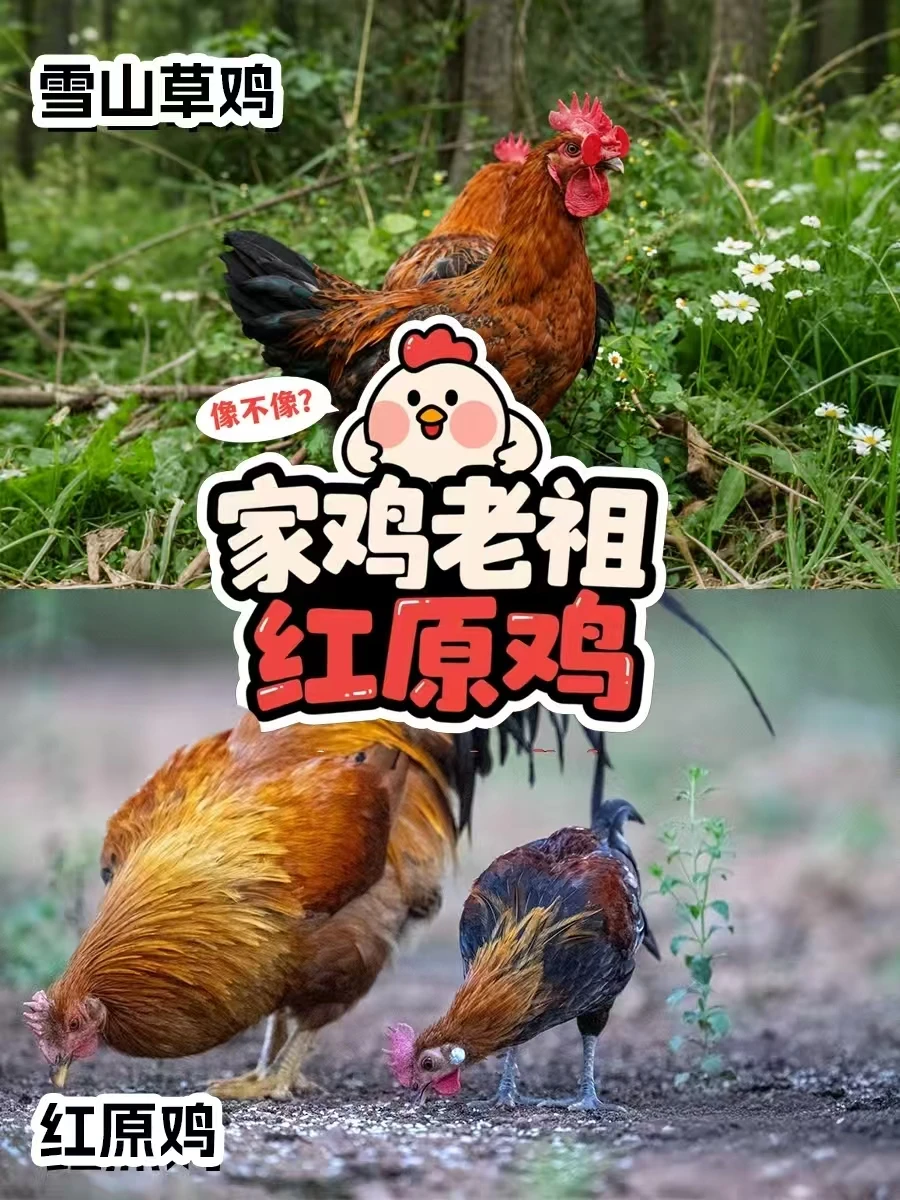 吃了这么多年鸡！才知道它才是鸡的