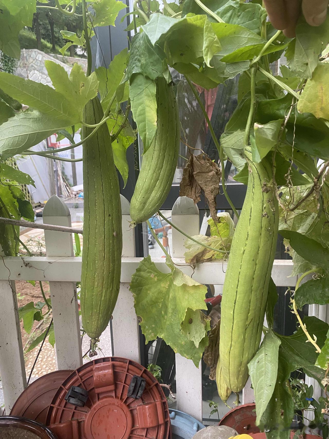 今天早晨，我在小院子里又摘了七个小嫩丝瓜，吃不了，真的吃不了。清明前后，我在小菜
