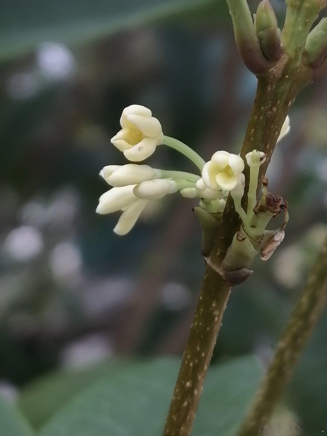 生活手记小美好 暗香浮动，沁人心脾，新鲜出炉一组桂花图手机摄影