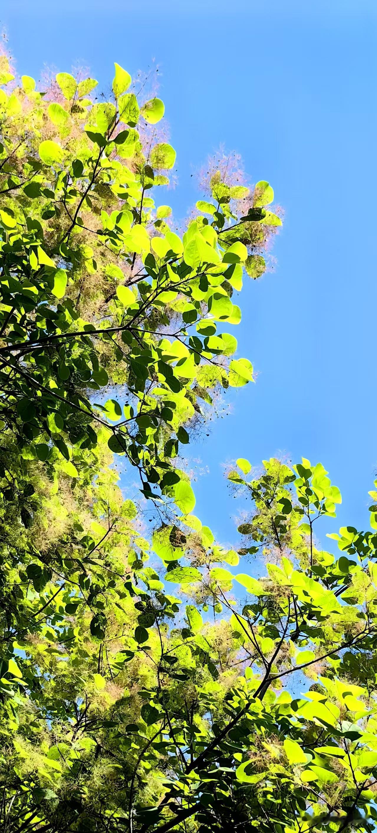 秋日赏叶，霜降过后，一片黄栌的炫彩，丝毫不逊于“红于二月花”的枫；

春末夏初，