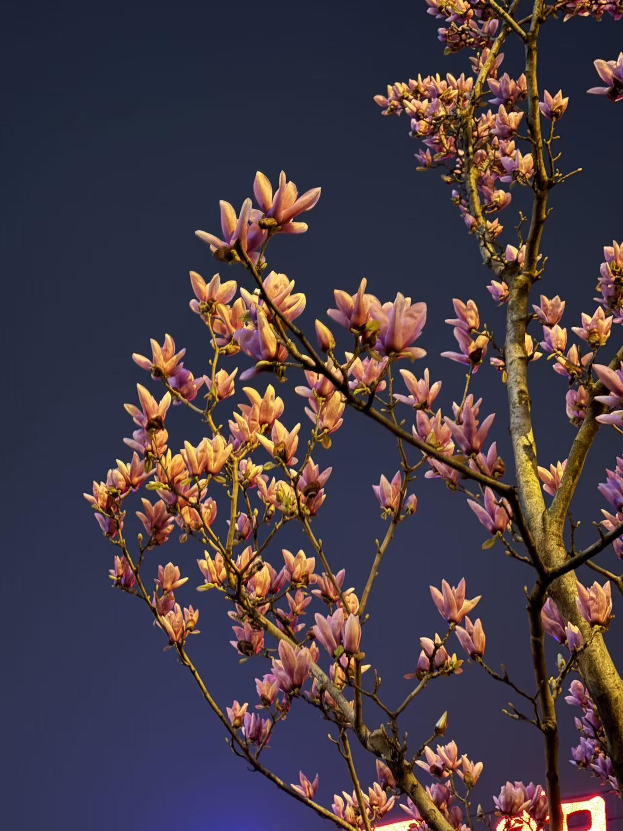 用心热爱生活，微笑面对生活，才能体验生活所给予你一切的喜悦。
只有热爱生活积极乐