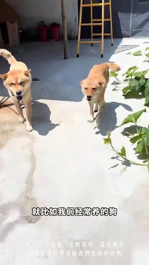鬣狗的体型究竟有多大？
有人问鬣狗是变异了吗？怎么长这么大？其实现实中的鬣狗可一