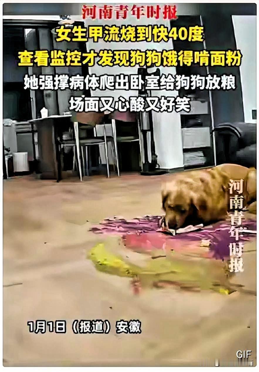 笑不活！安徽一女生甲流烧到快40度，在床上躺了一天，发现家里狗狗异常安静，查看监