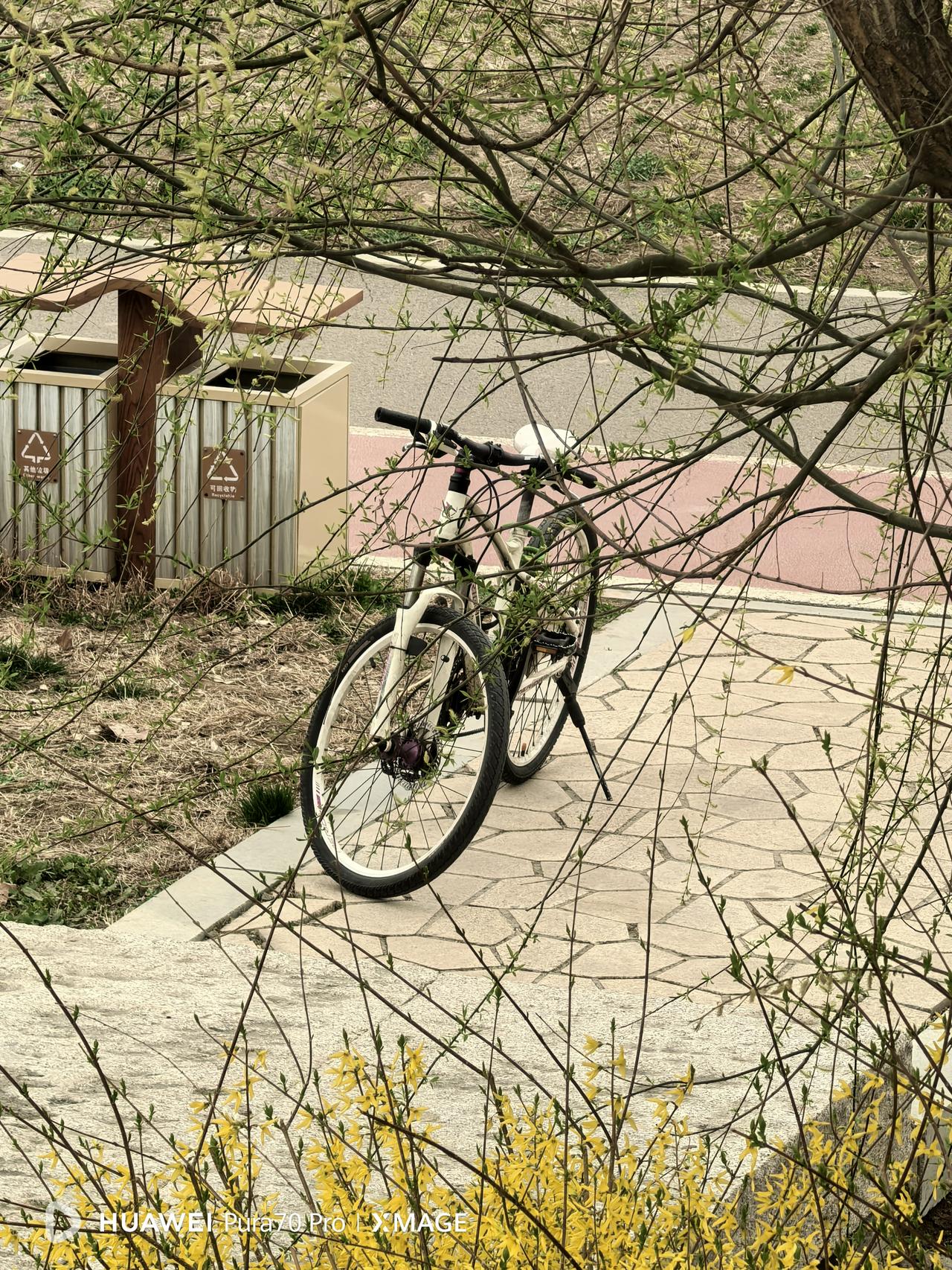 今天发现一个骑行的好去处，沧州植物园西区，这里从建成后我还是第一次来。这里的步道