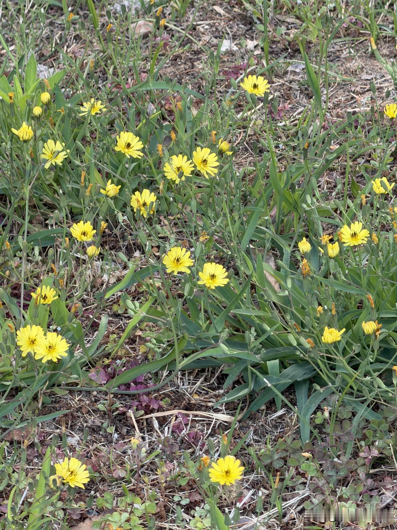 桐花
浅夏桐花开正时，轻荫淡紫两相宜。
婆娑一树斜阳下，吹落南风多少枝？


野