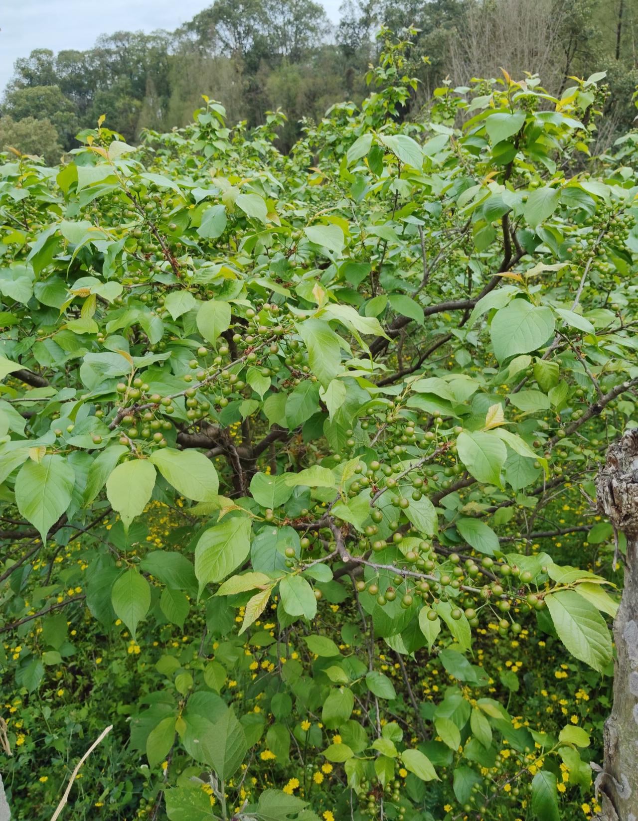 四川的小樱桃快要熟啦！
有没有人跟我一样
对车厘子没什么好感
但却特别喜欢吃本地