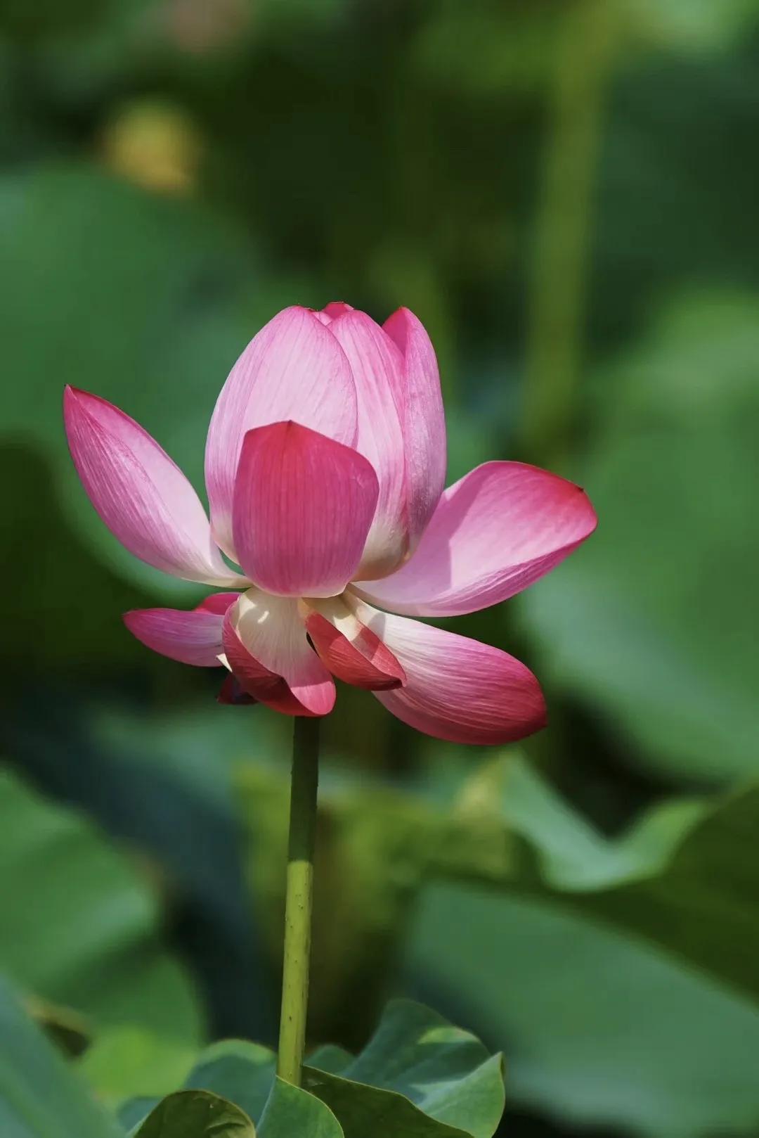 一花一天堂，一草一世界；
一树一菩提，一土一如来；
一方一净土，一笑一尘缘；
一