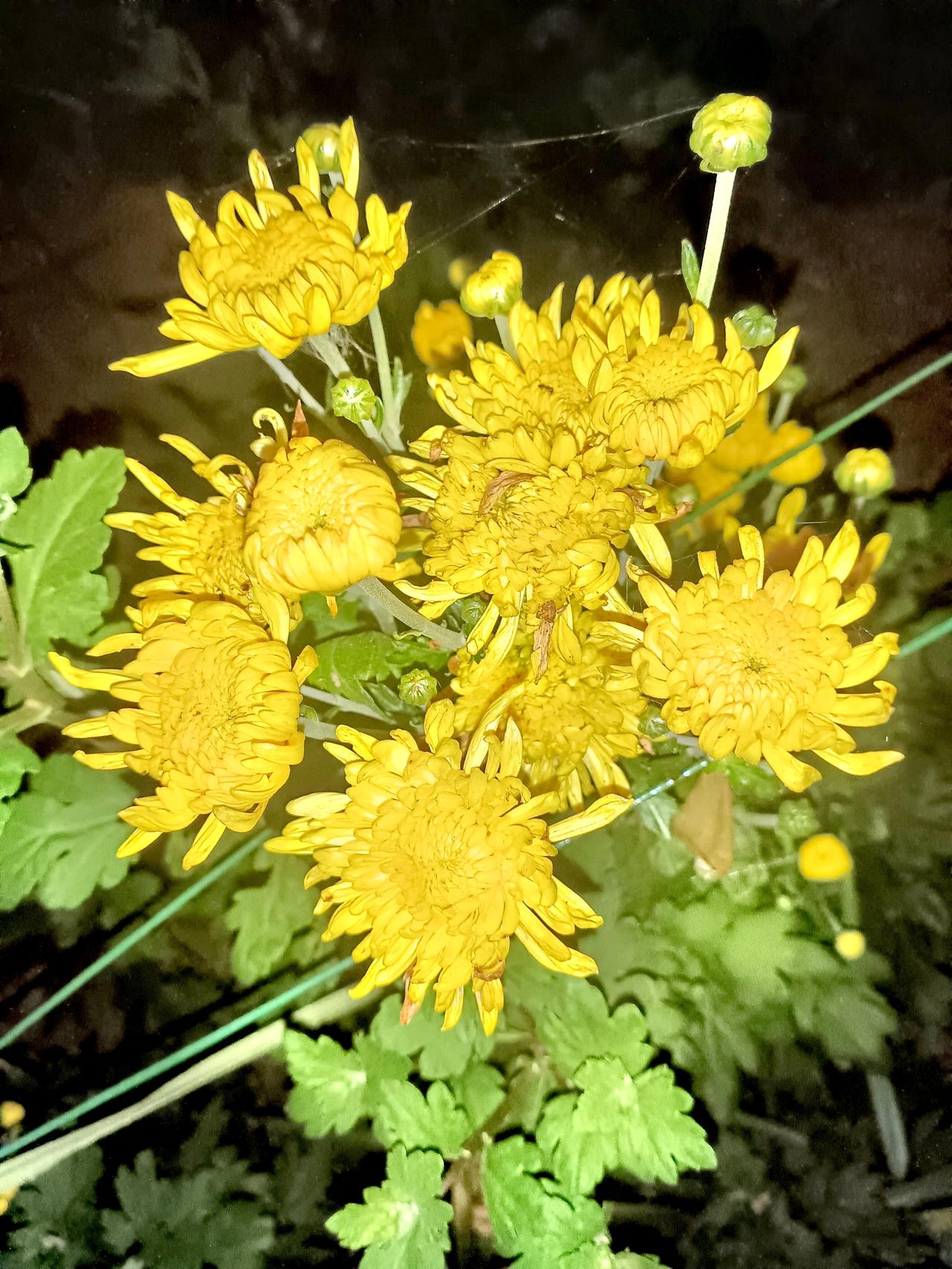 夜色中，一簇簇金黄的菊花悄然绽放，花瓣层叠如绣，绿叶相衬，静谧而温柔。它们在微光