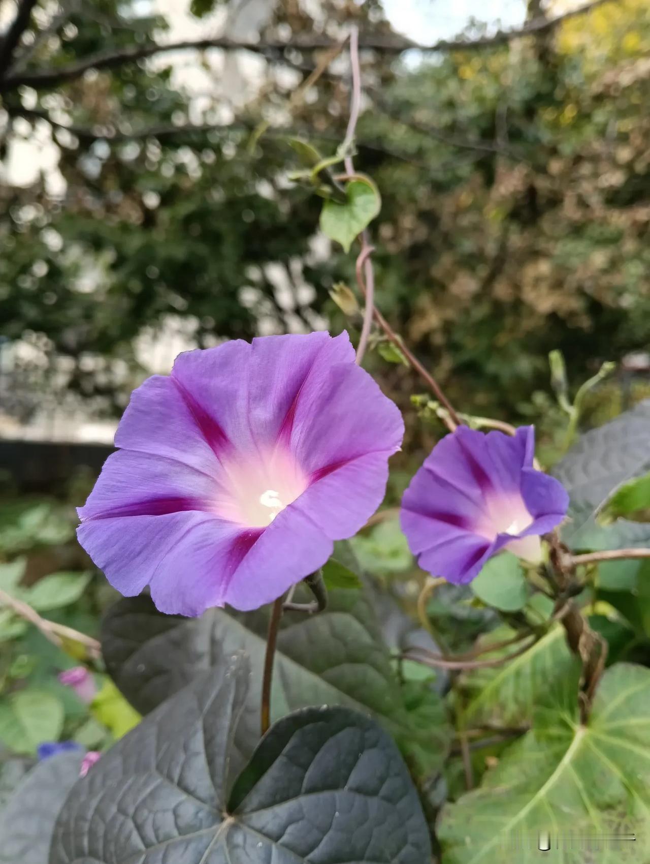 秋天里的喇叭花