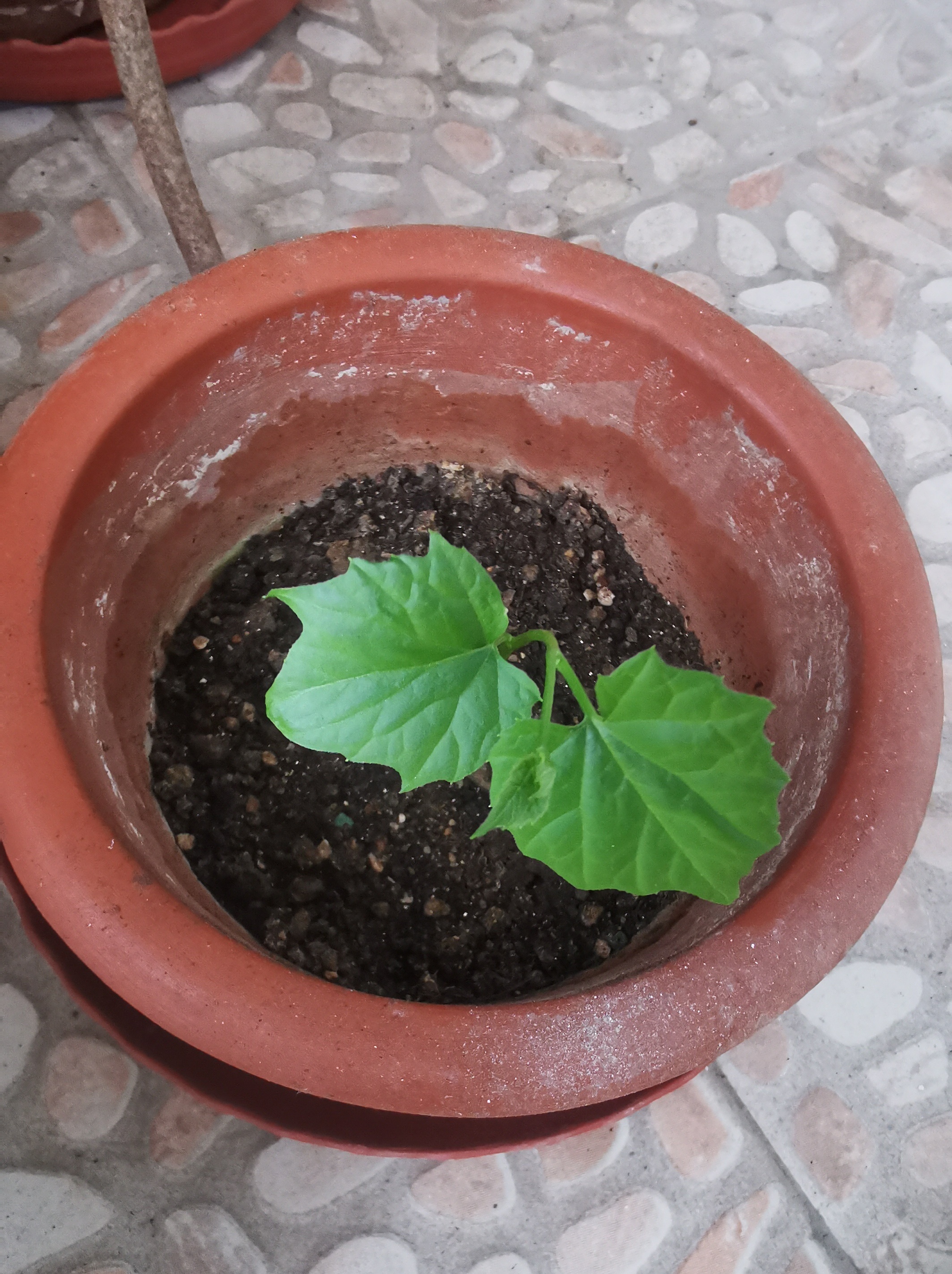 中医式生活 往年买的种子都没有发芽过，今年买的种子没想到发芽了！过几天移栽到大盆