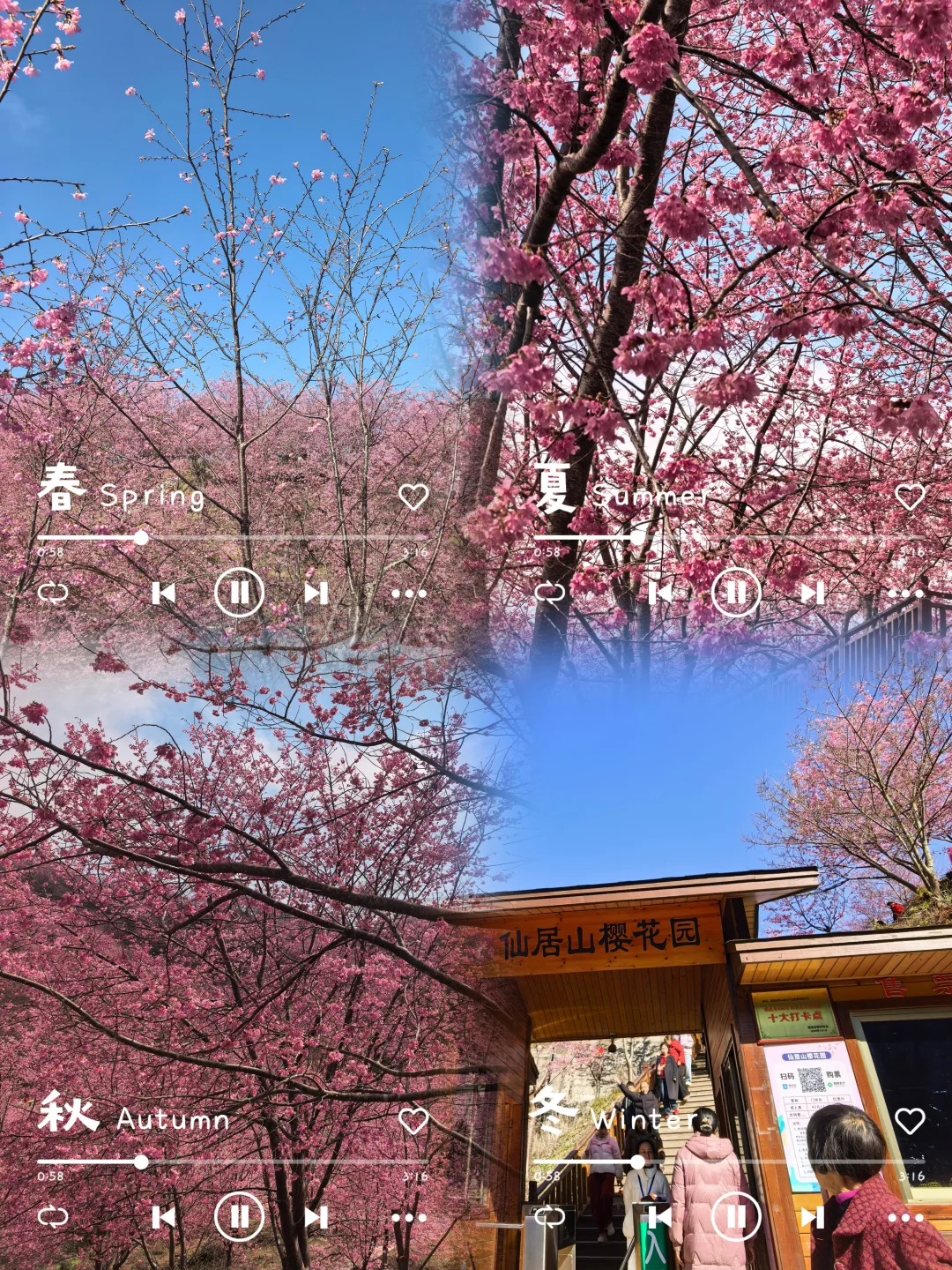 春节出游抄作业🌸大田仙居山樱花园冲鸭