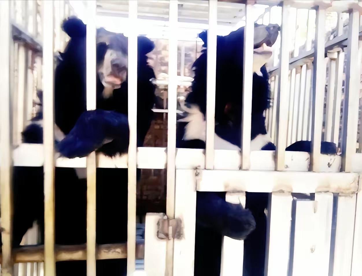 黑幕太揪心了，泰国军队在泰柬边境的特莫达赌场执行清剿任务，结果在赌场废墟里听到了